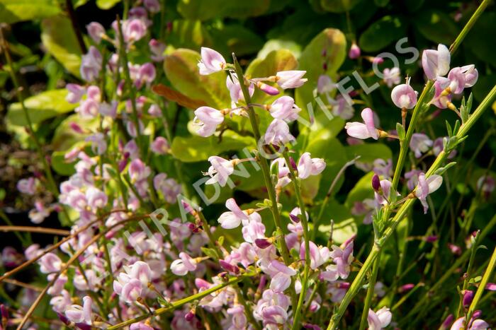 Čilimník 'Moyclare Pink' - Cytisus 'Moyclare Pink'