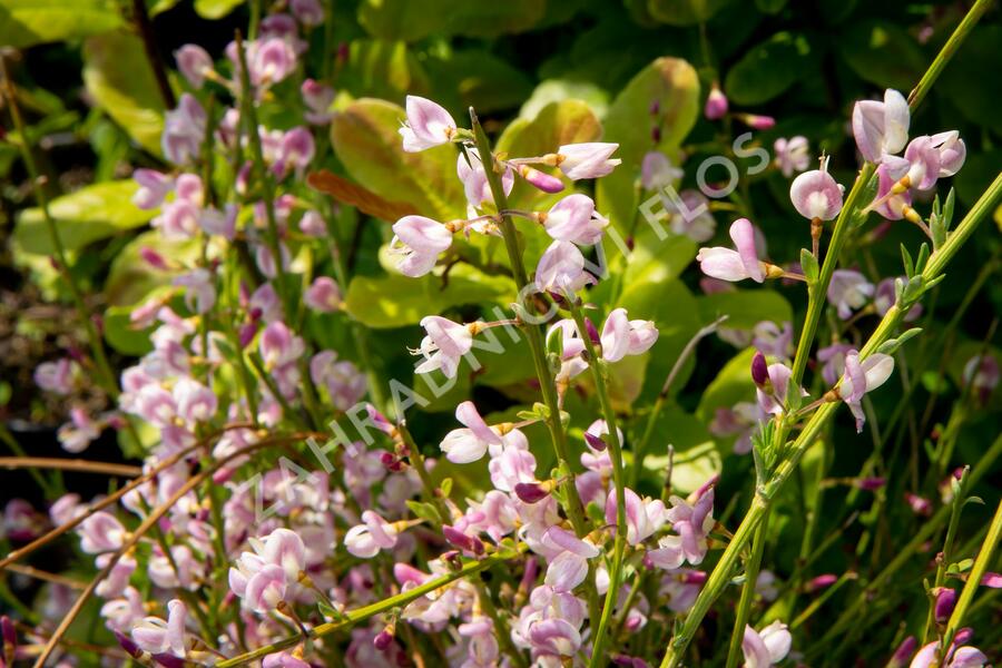 Čilimník 'Moyclare Pink' - Cytisus 'Moyclare Pink'