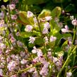 Čilimník 'Moyclare Pink' - Cytisus 'Moyclare Pink'