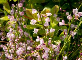 Čilimník 'Moyclare Pink' - Cytisus 'Moyclare Pink'