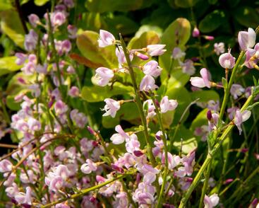 Čilimník 'Moyclare Pink'