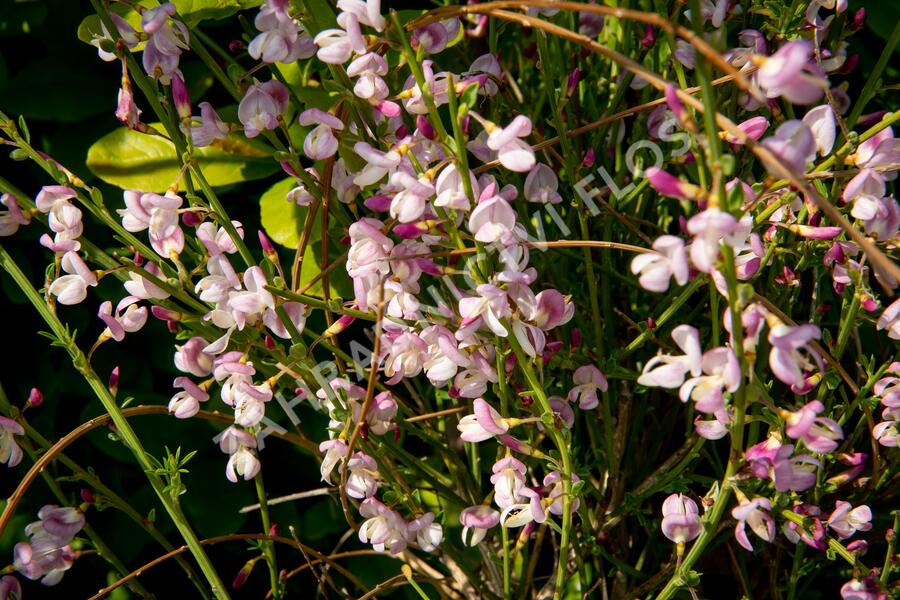 Čilimník 'Moyclare Pink' - Cytisus 'Moyclare Pink'