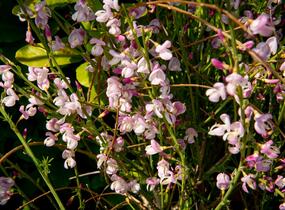 Čilimník 'Moyclare Pink' - Cytisus 'Moyclare Pink'