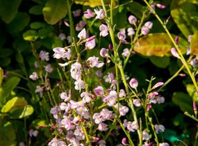 Čilimník 'Moyclare Pink' - Cytisus 'Moyclare Pink'