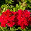 Verbena, sporýš 'Empress Sun Cherry' - Verbena hybrida 'Empress Sun Cherry'