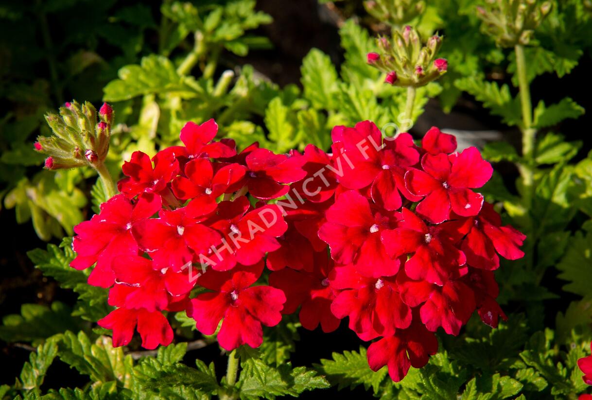 Sporýš 'Empress Sun Cherry' - Verbena hybrida 'Empress Sun Cherry'