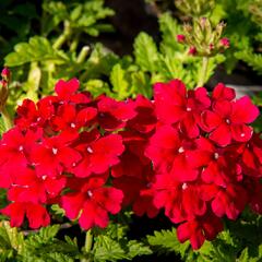 Verbena, sporýš 'Empress Sun Cherry' - Verbena hybrida 'Empress Sun Cherry'