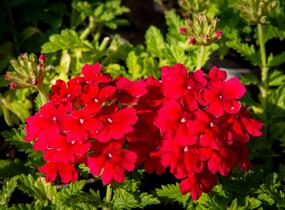 Sporýš 'Empress Sun Cherry' - Verbena hybrida 'Empress Sun Cherry'