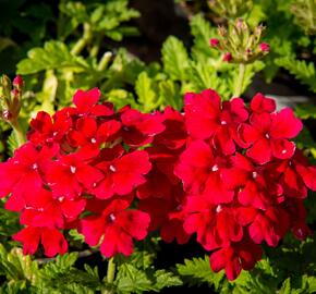 Verbena, sporýš 'Empress Sun Cherry' - Verbena hybrida 'Empress Sun Cherry'