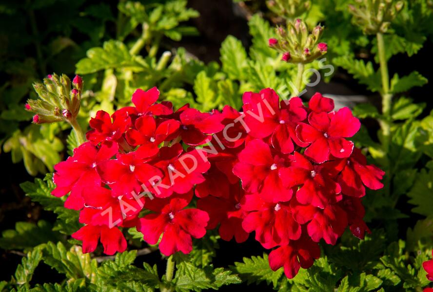 Sporýš 'Empress Sun Cherry' - Verbena hybrida 'Empress Sun Cherry'
