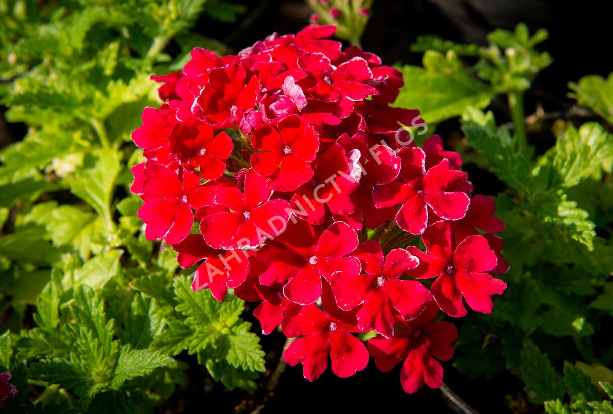 Sporýš 'Empress Sun Cherry' - Verbena hybrida 'Empress Sun Cherry'