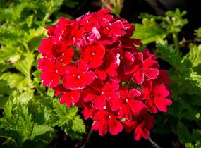 Sporýš 'Empress Sun Cherry' - Verbena hybrida 'Empress Sun Cherry'