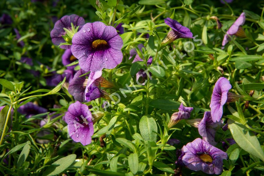 Petúnie 'Sweetunia Black Satin' - Petunia hybrida 'Sweetunia Black Satin'
