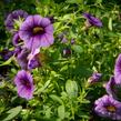 Petúnie 'Sweetunia Black Satin' - Petunia hybrida 'Sweetunia Black Satin'
