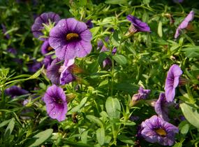 Petúnie 'Sweetunia Black Satin' - Petunia hybrida 'Sweetunia Black Satin'
