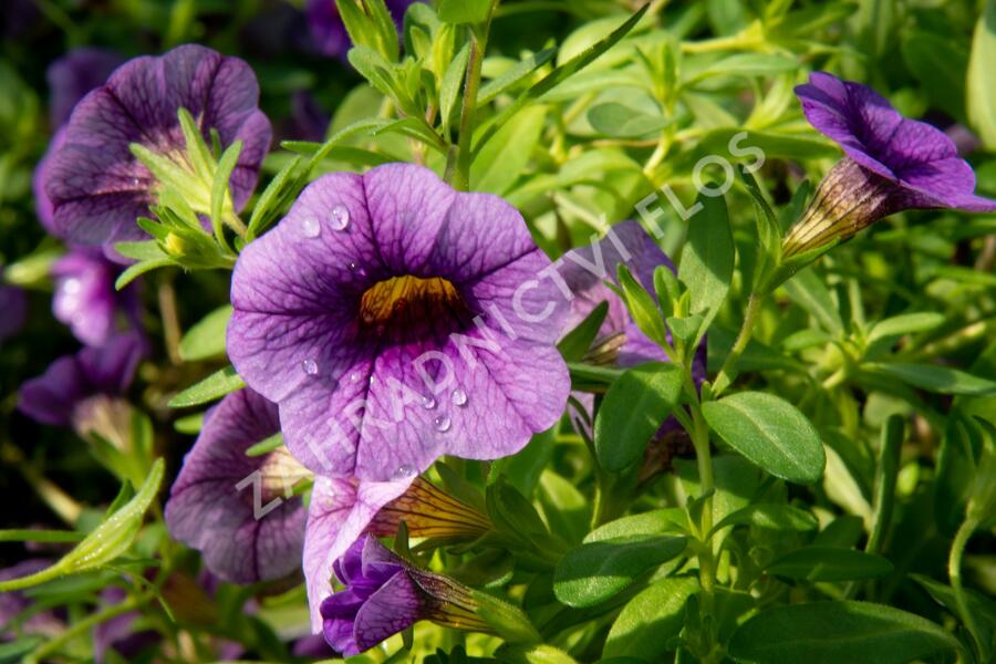 Petúnie 'Sweetunia Black Satin' - Petunia hybrida 'Sweetunia Black Satin'