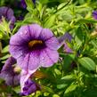 Petúnie 'Sweetunia Black Satin' - Petunia hybrida 'Sweetunia Black Satin'