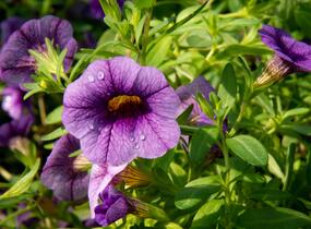 Petúnie 'Sweetunia Black Satin' - Petunia hybrida 'Sweetunia Black Satin'