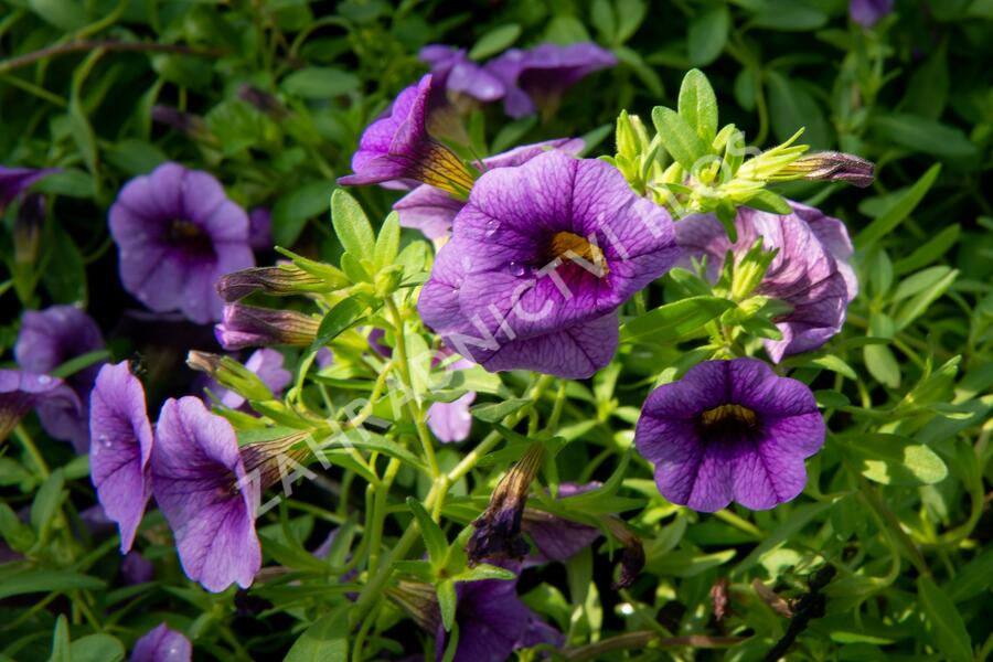 Petúnie 'Sweetunia Black Satin' - Petunia hybrida 'Sweetunia Black Satin'