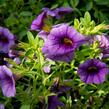 Petúnie 'Sweetunia Black Satin' - Petunia hybrida 'Sweetunia Black Satin'
