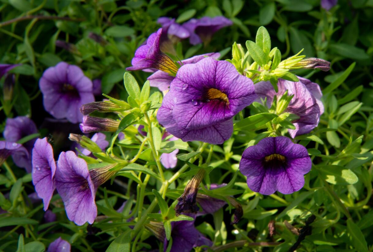 Petúnie 'Sweetunia Black Satin' - Petunia hybrida 'Sweetunia Black Satin'