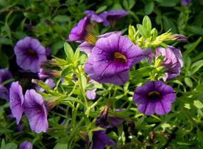 Petúnie 'Sweetunia Black Satin' - Petunia hybrida 'Sweetunia Black Satin'