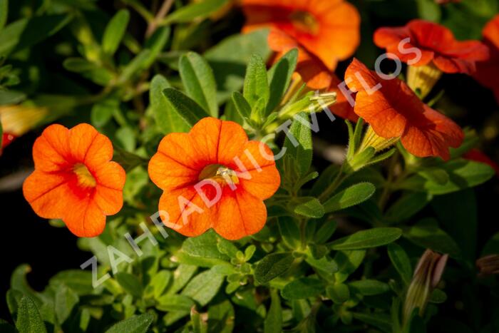 Minipetúnie, Million Bells 'Sweetbells Orange' - Calibrachoa hybrida 'Sweetbells Orange'