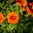 Minipetúnie, Million Bells 'Sweetbells Orange' - Calibrachoa hybrida 'Sweetbells Orange'