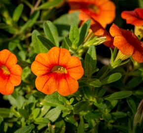 Minipetúnie, Million Bells 'Sweetbells Orange' - Calibrachoa hybrida 'Sweetbells Orange'