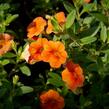 Minipetúnie, Million Bells 'Sweetbells Orange' - Calibrachoa hybrida 'Sweetbells Orange'
