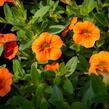Minipetúnie, Million Bells 'Sweetbells Orange' - Calibrachoa hybrida 'Sweetbells Orange'