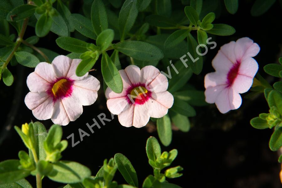 Minipetúnie, Million Bells 'Sweetbells Pink Morn' - Calibrachoa hybrida 'Sweetbells Pink Morn'