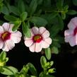 Minipetúnie, Million Bells 'Sweetbells Pink Morn' - Calibrachoa hybrida 'Sweetbells Pink Morn'