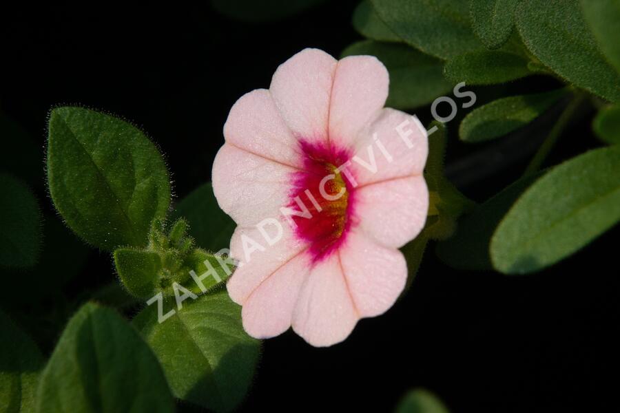 Minipetúnie, Million Bells 'Sweetbells Pink Morn' - Calibrachoa hybrida 'Sweetbells Pink Morn'