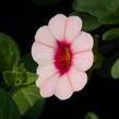 Minipetúnie, Million Bells 'Sweetbells Pink Morn' - Calibrachoa hybrida 'Sweetbells Pink Morn'