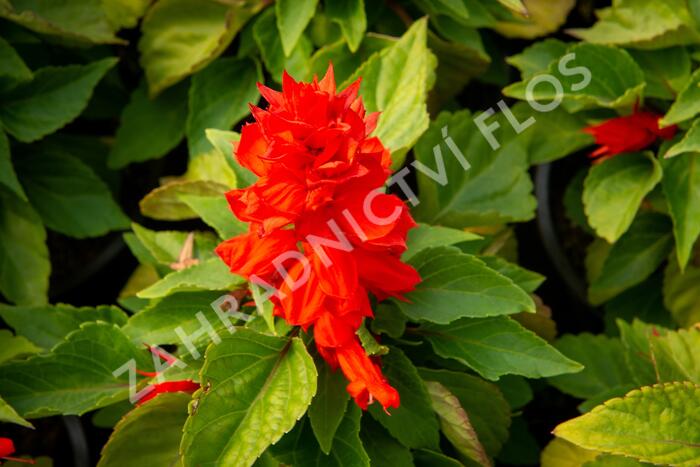 Šalvěj zářivá 'Unica Red' - Salvia splendens 'Unica Red'