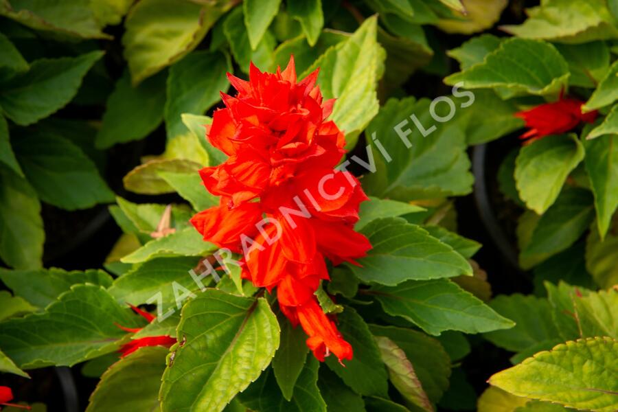 Šalvěj zářivá 'Unica Red' - Salvia splendens 'Unica Red'