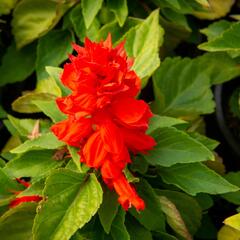 Šalvěj zářivá 'Unica Red' - Salvia splendens 'Unica Red'