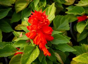 Šalvěj zářivá 'Unica Red' - Salvia splendens 'Unica Red'