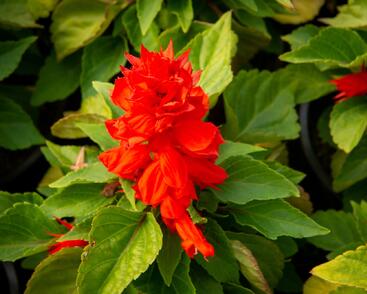 Šalvěj zářivá 'Unica Red'