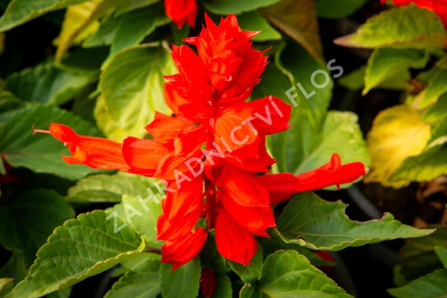Šalvěj zářivá 'Unica Red' - Salvia splendens 'Unica Red'