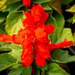 Šalvěj zářivá 'Unica Red' - Salvia splendens 'Unica Red'