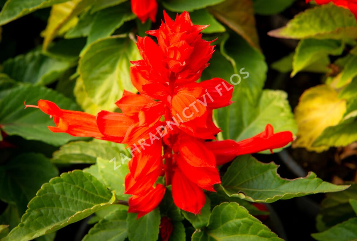 Šalvěj zářivá 'Unica Red' - Salvia splendens 'Unica Red'