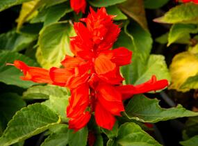 Šalvěj zářivá 'Unica Red' - Salvia splendens 'Unica Red'