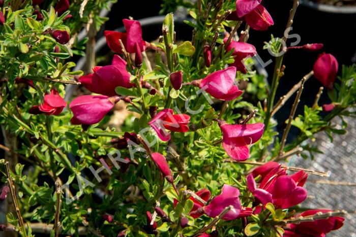 Čilimník 'Burkwoodii' - Cytisus 'Burkwoodii'