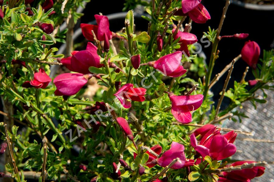 Čilimník 'Burkwoodii' - Cytisus 'Burkwoodii'
