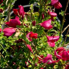 Čilimník 'Burkwoodii' - Cytisus 'Burkwoodii'