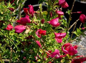 Čilimník 'Burkwoodii' - Cytisus 'Burkwoodii'