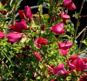 Kontejner o objemu 5 litrů - Cytisus 'Burkwoodii'