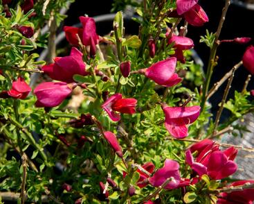 Čilimník 'Burkwoodii'